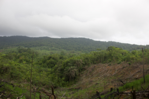 Grand Bassa Officials Sign Bogus Logging Agreement with ‘Serbian’ Company