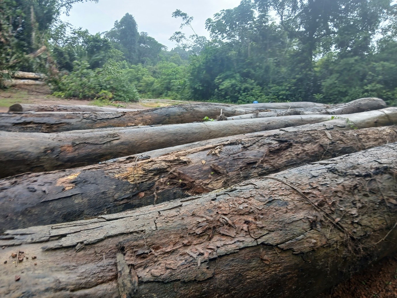 Radio: River Cess Community Blames EJ&J Logging Company for Dirty and Reduced Water Supply